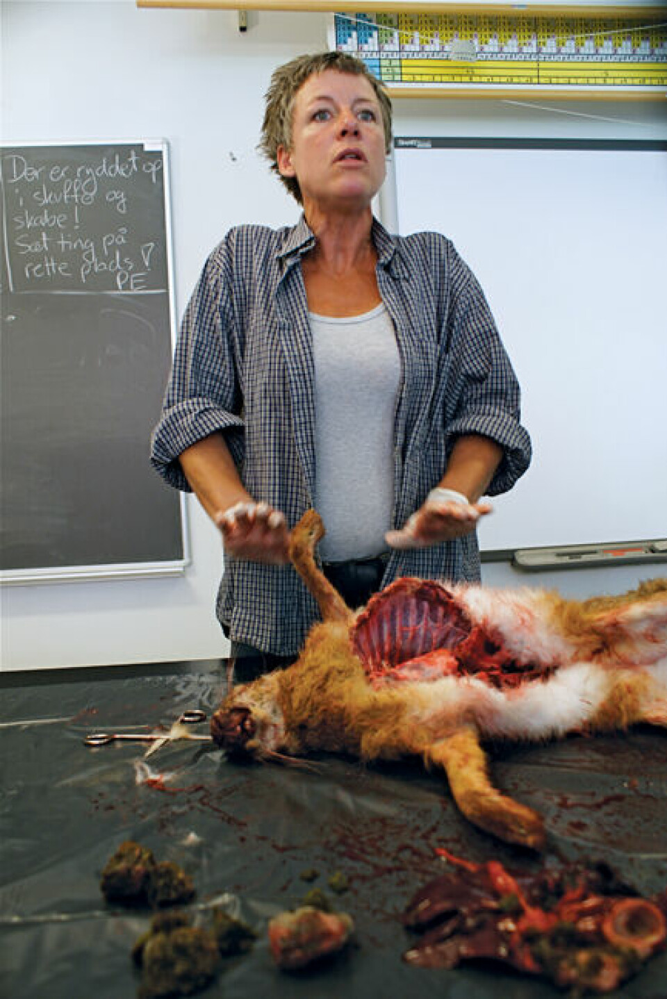 Pernille Schriver har klippet den døde hare op og går i gang med at fortælle eleverne om dyrets fysiologi.
