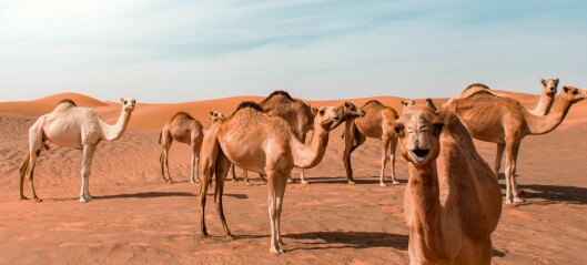 Fagfordelingen og kameler der skal sluges