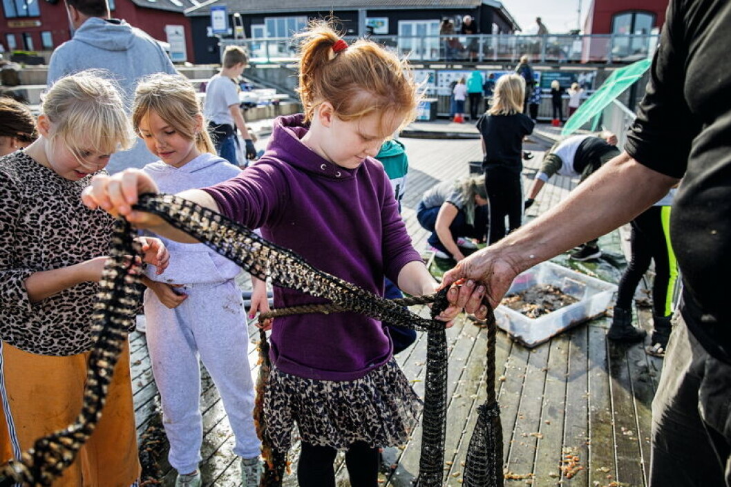 Strømpen er renset: Laura tjekker muslingestrømpen og binder knude på den. Strømpen indeholder nu blot små muslinger og larver, der skal vokse sig større i »haven«. Strømpen er renset: Laura tjekker muslingestrømpen og binder knude på den. Strømpen indeholder nu blot små muslinger og larver, der skal vokse sig større i »haven«.