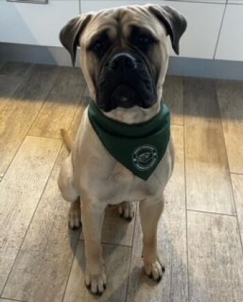 Bullmastiffen Obelix er skolehund i en specialklasse på Mellervangskolen i Aalborg. Bullmastiffen Obelix er skolehund i en specialklasse på Mellervangskolen i Aalborg.