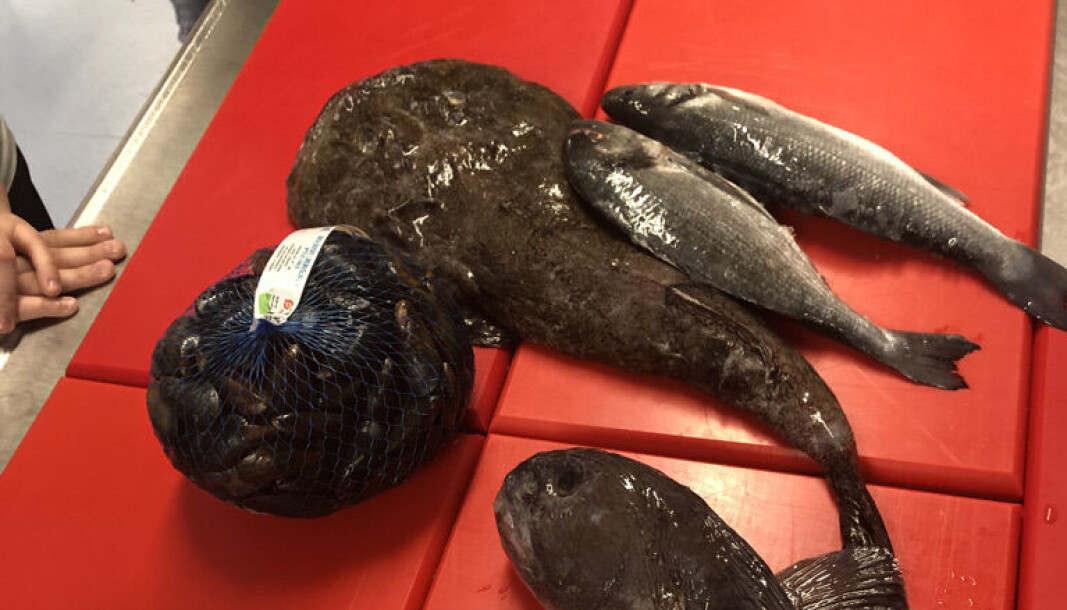Fiskedag Fiskedag