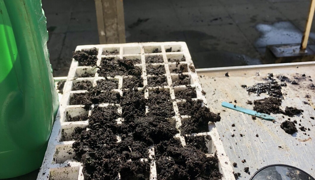 I minikapillærkasser forvandles de små frø billigt til større planter. I minikapillærkasser forvandles de små frø billigt til større planter.