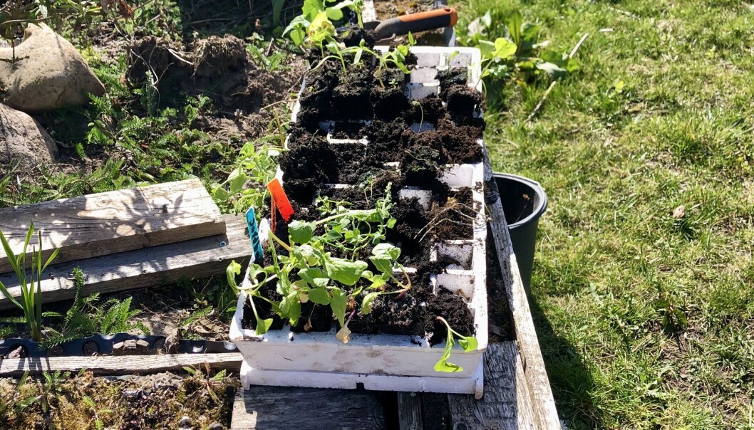 Planter som vi omplanter og lader vokse sig stærke i væksthuset. Planter som vi omplanter og lader vokse sig stærke i væksthuset.