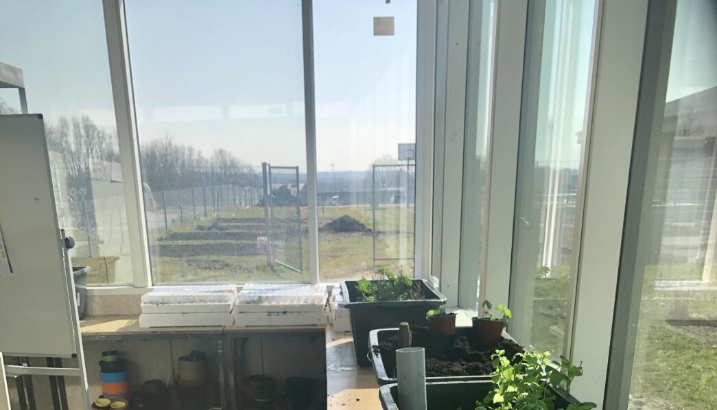 Vores væksthus har for alvor kickstartet vores spiringer i år. De jordbær som overvintrede i væksthuset, er allerede i gang med at sætte blomster og bær. Vores væksthus har for alvor kickstartet vores spiringer i år. De jordbær som overvintrede i væksthuset, er allerede i gang med at sætte blomster og bær.