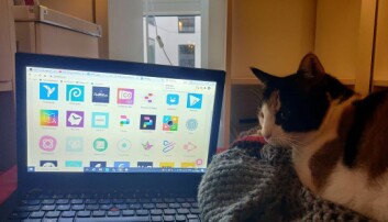 Doven kollega-kat Doven kollega-kat