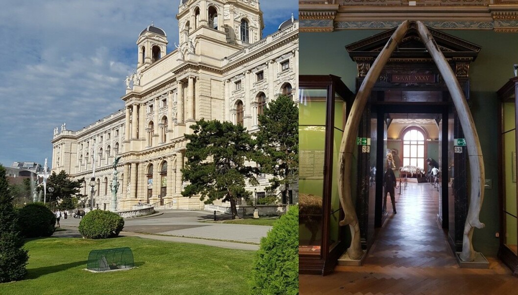 Museum og Vejlehvalens underkæber Museum og Vejlehvalens underkæber