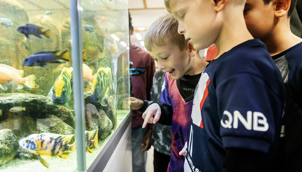 Munkekærskolens PLC er kæmpestort og indeholder blandt andet et akvarium, hvor eleverne kan prøve at fodre fisk.