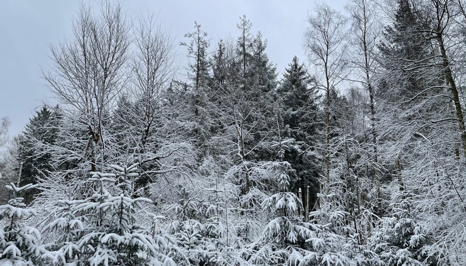 Sneen dækker skovene omkring Frederiksdal, og julestemingen giver sig selv
