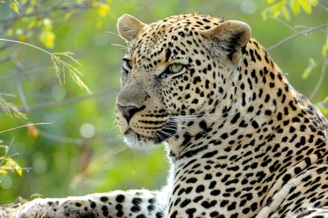 »The Big Five« er et gammelt udtryk, der handler om de fem farligste jagtdyr. Oplev dem i Sydafrikas natur på vinterferien næste år. Se det udførlige program på folkeskolen.dk
