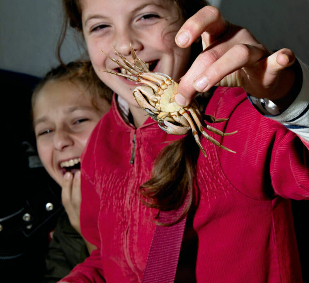 Krabber spræller med alle benene, når man tager dem med to fingre. Men hvis man lægger dem på flad hånd, føler de sig tryggere, forklarer naturvejleder Maria Dahm fra Limfjordsmuseet.