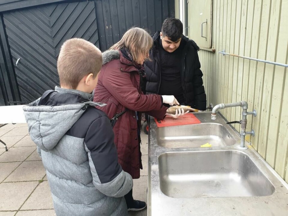 Et par elever og en lærer parterer en fisk ved vasken udenfor.